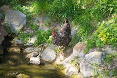 Perlhuhn im Niederrheinischen Freilichtmuseum