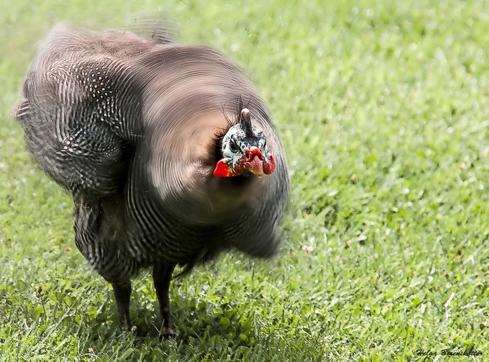 Perlhuhn im Schleudergang