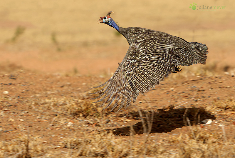 Perlhuhn in Namibia