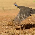 Perlhuhn in Namibia