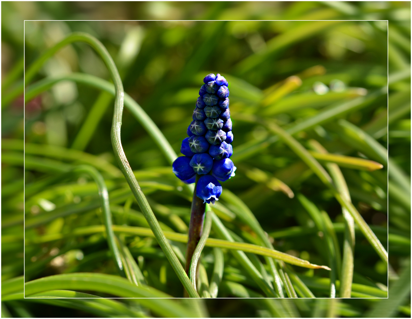 Perlhyazinthe Foto & Bild | frühling, natur, pflanzen Bilder auf fotocommunity