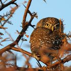 Perlkauz, kleinster Eulenvogel, Chitabe, Botswana