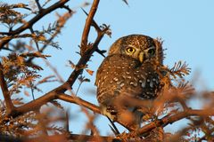 Perlkauz, kleinster Eulenvogel, Chitabe, Botswana