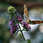 Perlmutfalter auf Gartenbesuch