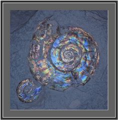 perlmutisierter Ammonit 2