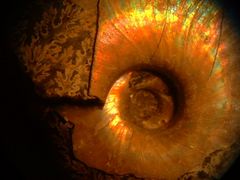 Perlmutt-Ammonit