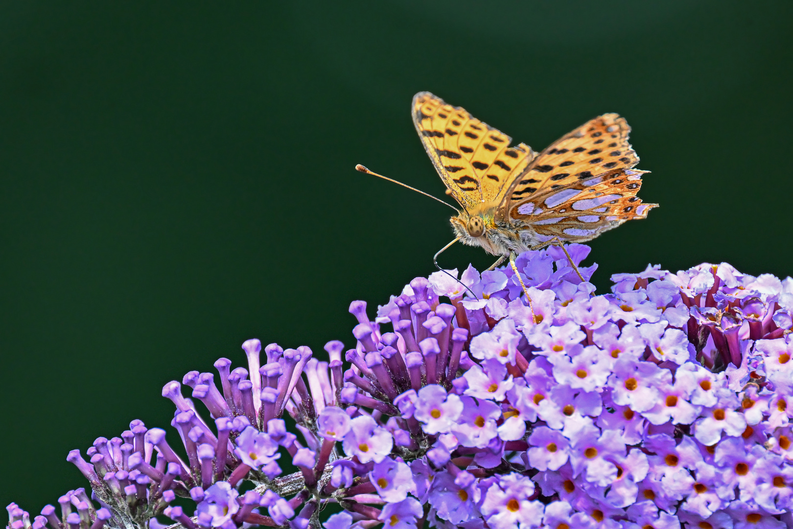 Perlmutter auf Buddleja Foto & Bild tiere, wildlife, schmetterlinge