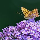 Perlmutter auf Buddleja