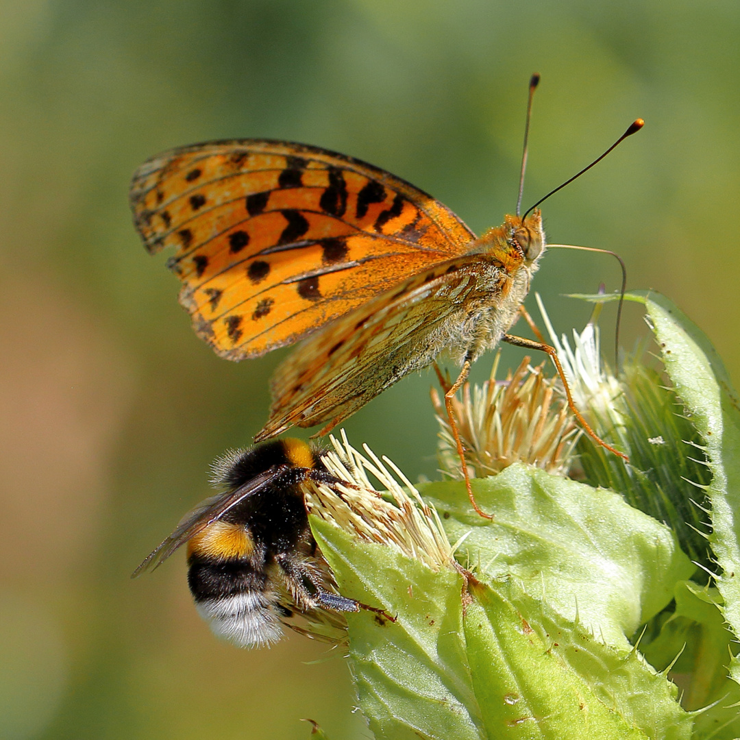 Perlmutter mit Hummel