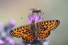 Perlmutterfalter am Wiesbüttmoor 2