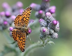 Perlmutterfalter am Wiesbüttmoor