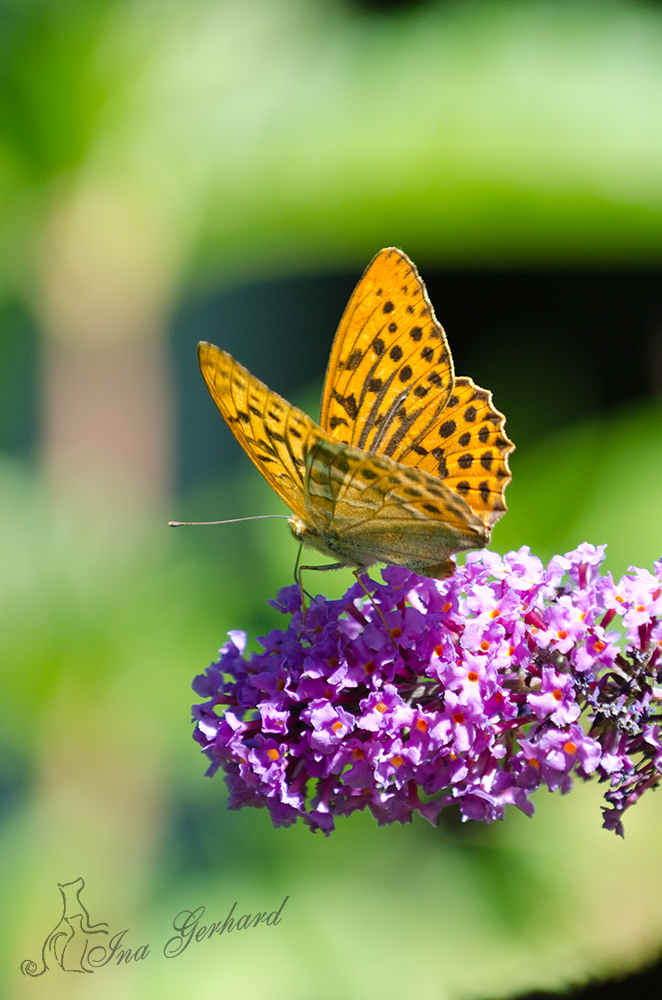 Perlmutterfalter auf Sommerflieder