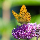 Perlmutterfalter auf Sommerflieder