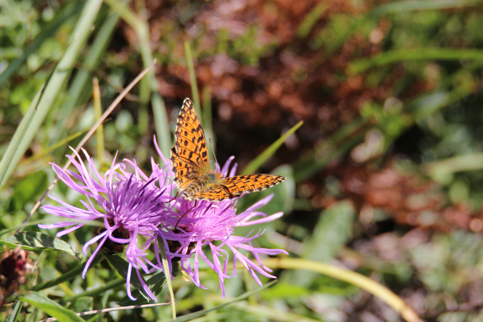 Perlmutterfalter (Clossiana euphrosyne)