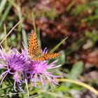 Perlmutterfalter (Clossiana euphrosyne)