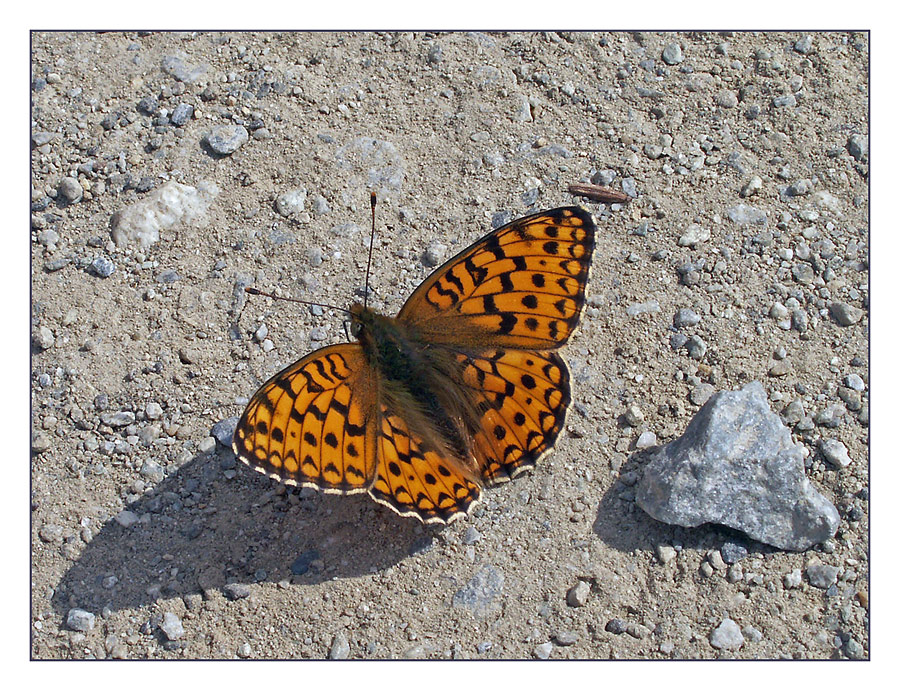 Perlmutterfalter im Lötschental