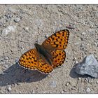 Perlmutterfalter im Lötschental