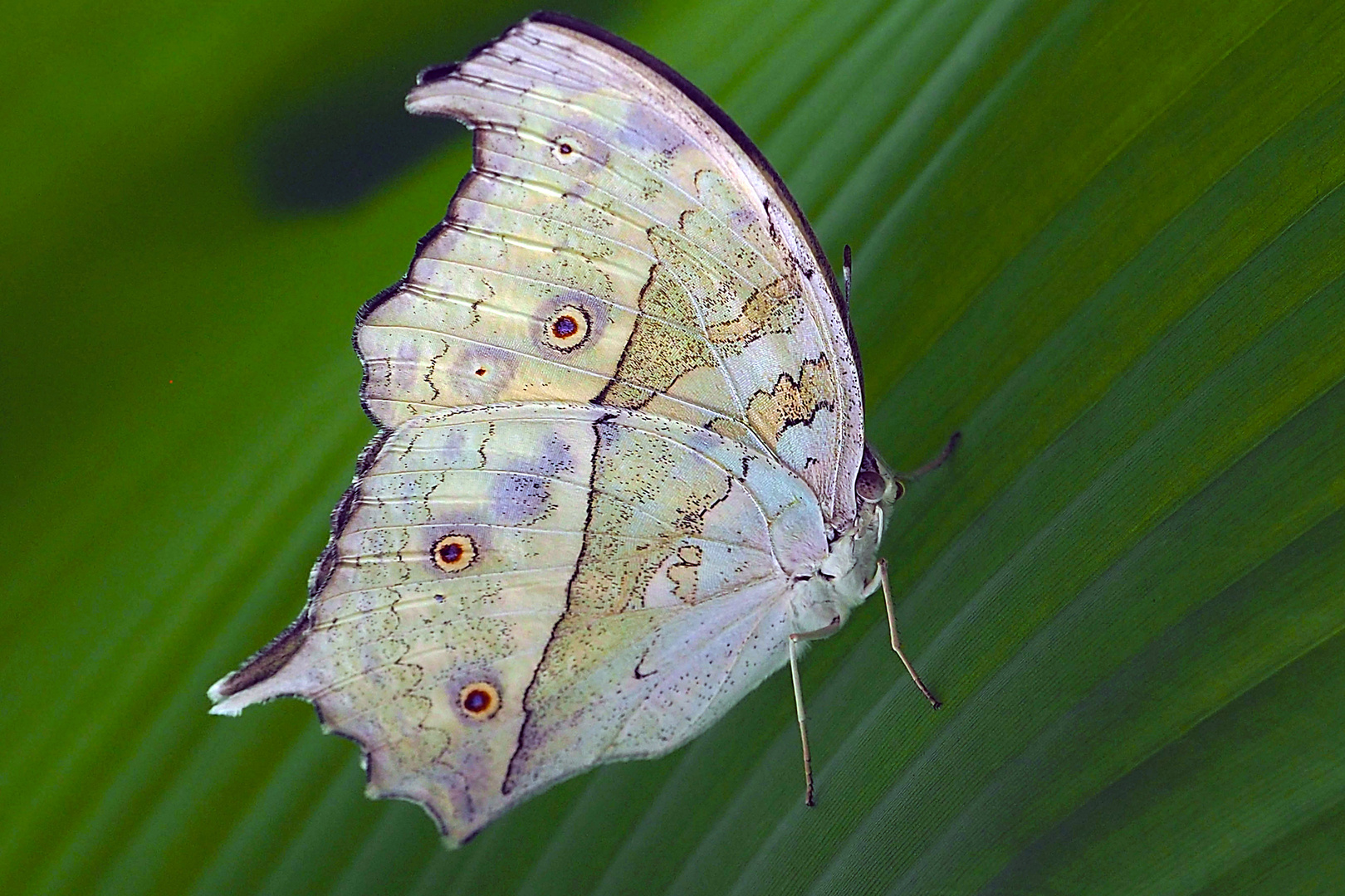 Perlmutterfalter Samalis parhassus 2