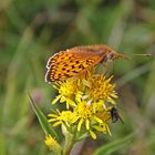 Perlmutterfalter, Solidago alpestris und ich gratulieren...