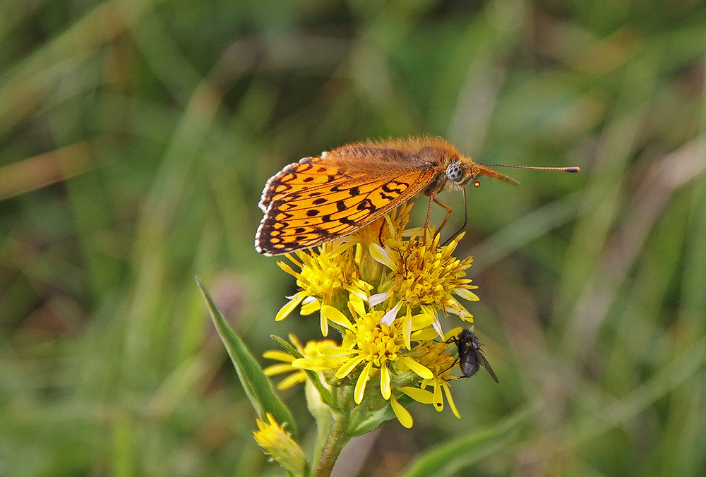 Perlmutterfalter, Solidago alpestris und ich gratulieren...