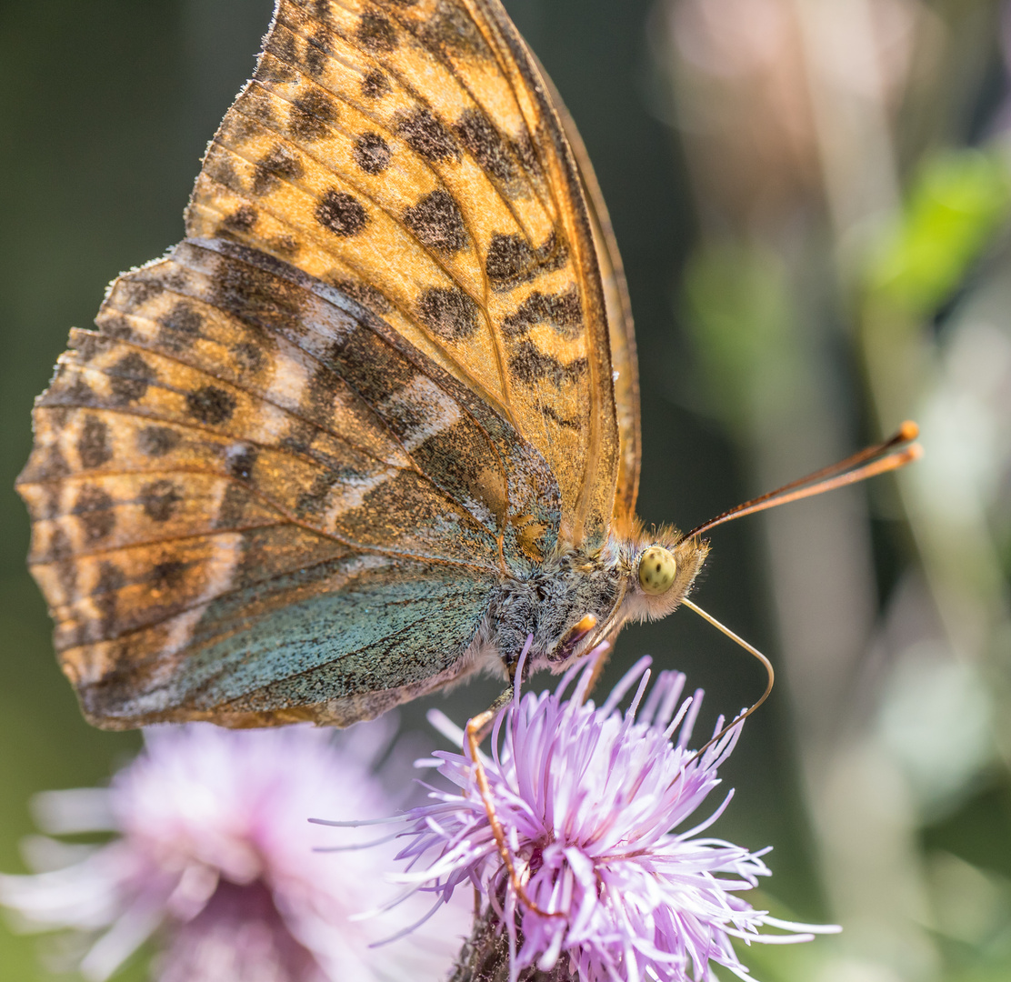 Perlmuttfalter  14. Juli 2018 IMG_2971-2 (66)