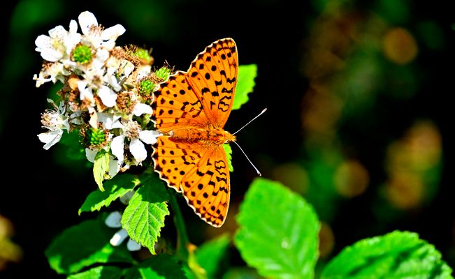  Perlmuttfalter an Brombeere
