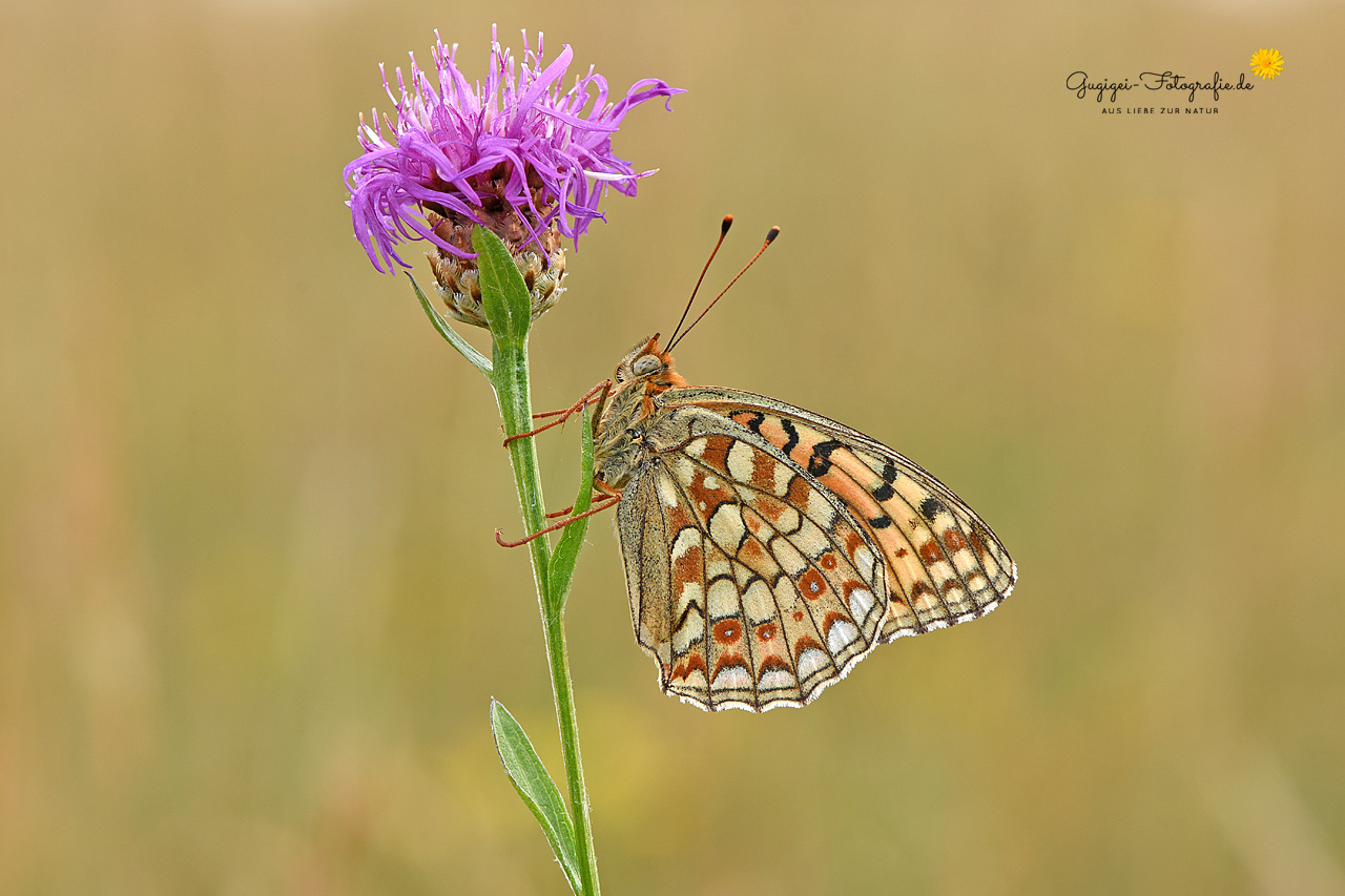 Perlmuttfalter an Flockenblume