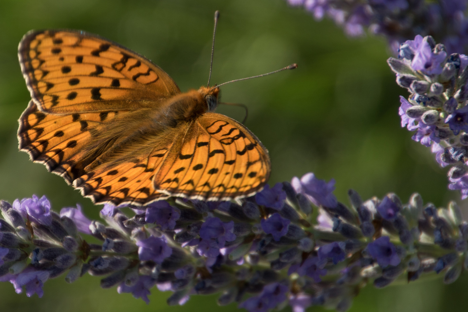 Perlmuttfalter (?) auf Lavendel