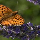 Perlmuttfalter (?) auf Lavendel