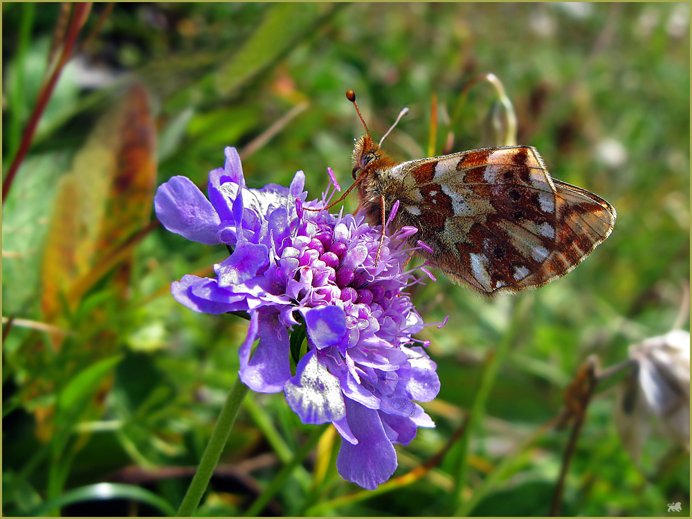 Perlmuttfalter auf Witwenblume