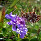 Perlmuttfalter auf Witwenblume