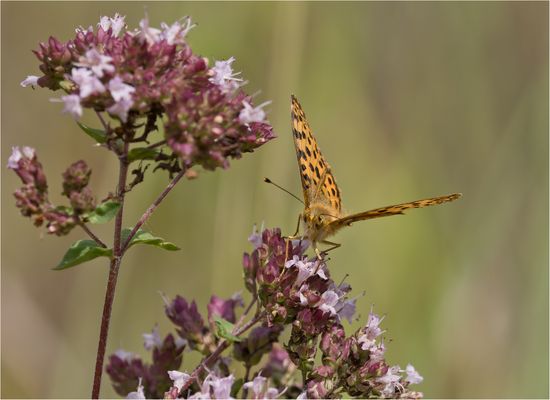 Perlmuttfalter