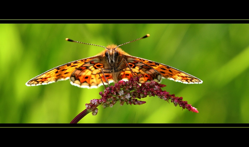 Perlmuttfalter (Boloria selene)