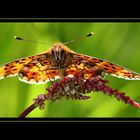 Perlmuttfalter (Boloria selene)