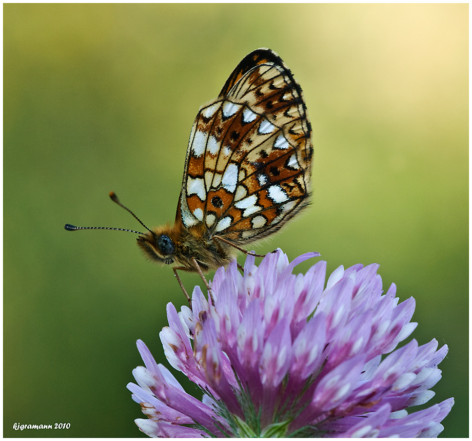 Perlmuttfalter, Boloria selene - Sumpfwiesen-Perlmuttfalter .....