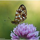 Perlmuttfalter, Boloria selene - Sumpfwiesen-Perlmuttfalter .....