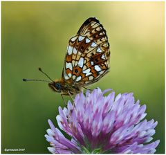 Perlmuttfalter, Boloria selene - Sumpfwiesen-Perlmuttfalter .....