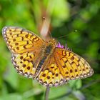 Perlmuttfalter mit schwieriger Bestimmung: Unterseite nicht sichtbar! - Fritillaire, un papillon!