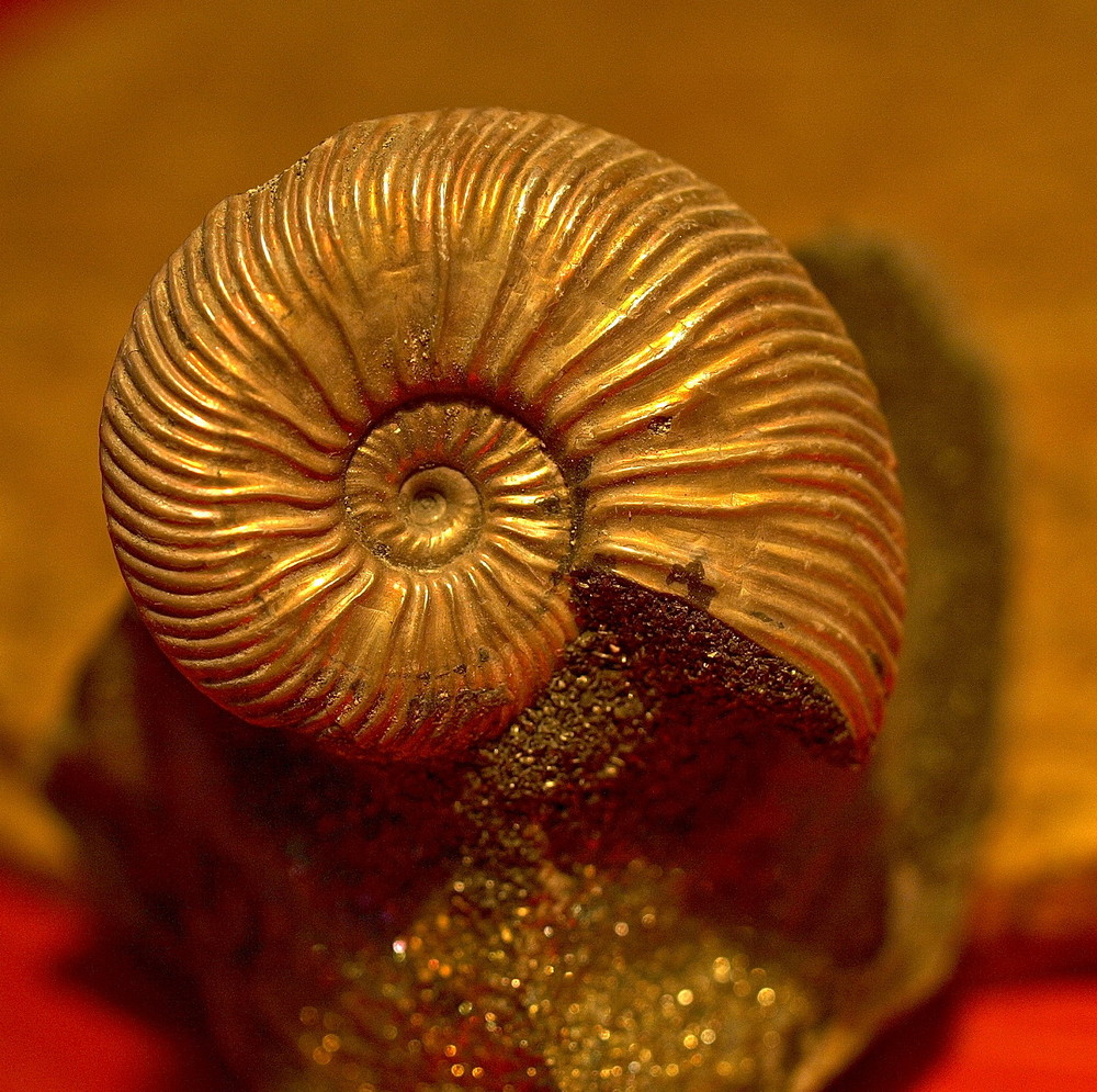 perlmuttisierter Ammonit auf Pyrit