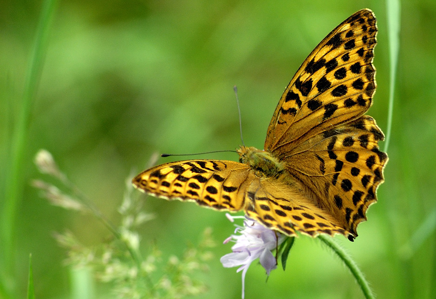 Perlmuttschmetterling