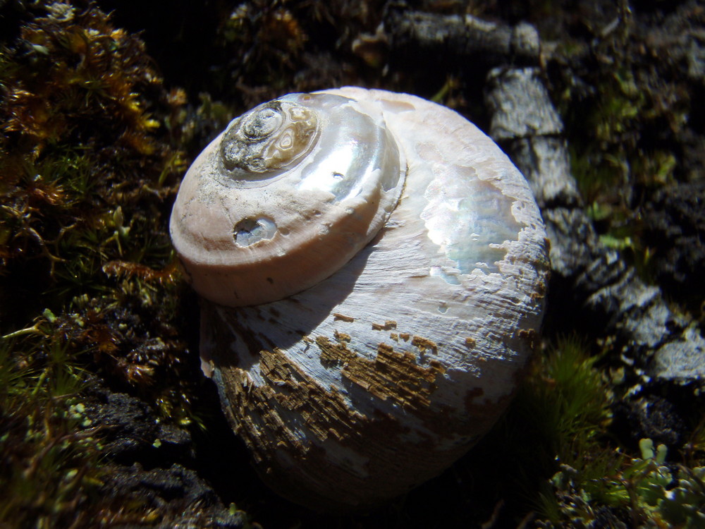 Perlmuttschnecke