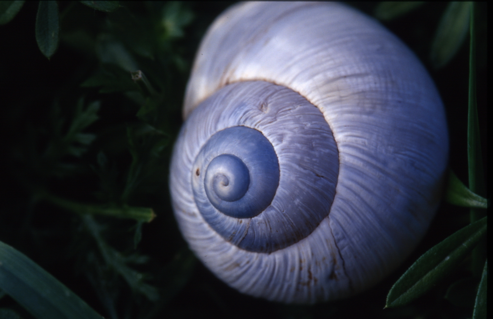 Perlmuttschnecke