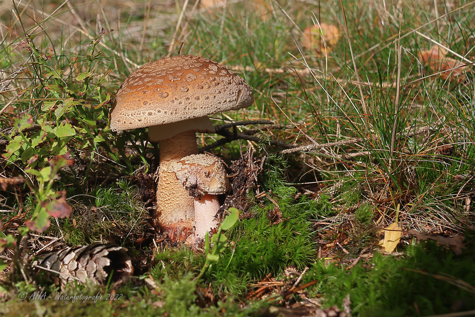 Perlpilz (Amanita rubescens)