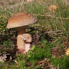 Perlpilz (Amanita rubescens)