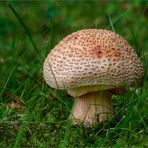 Perlpilz (Amanita rubescens) #2