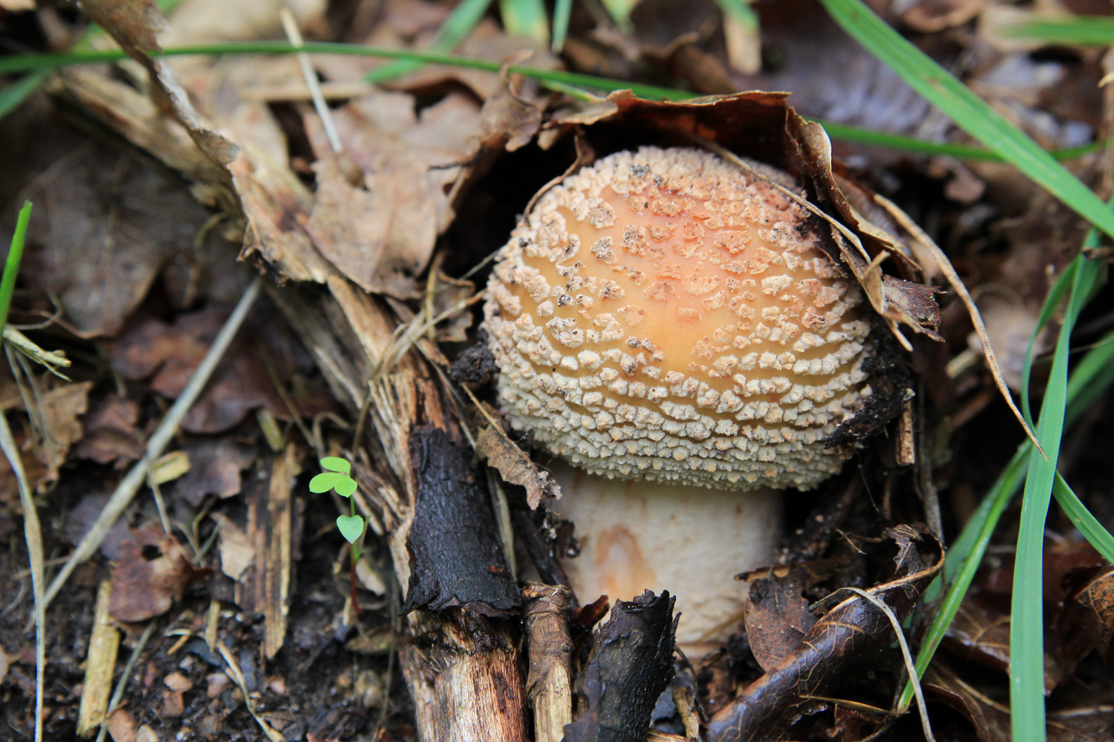 Perlpilz (Amanita rubescens)