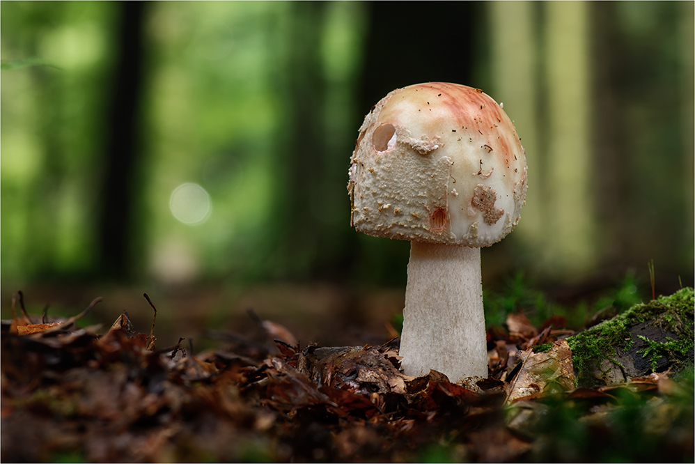 Perlpilz (Amanita rubescens) #3