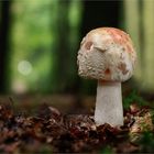 Perlpilz (Amanita rubescens) #3