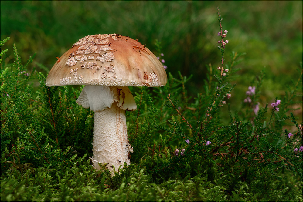 Perlpilz (Amanita rubescens) #4