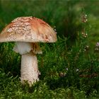 Perlpilz (Amanita rubescens) #4